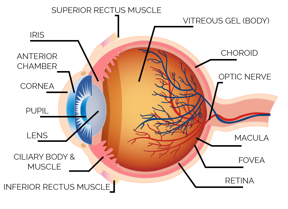 How Your Eyes Work Diagram The Looking Glass Optical